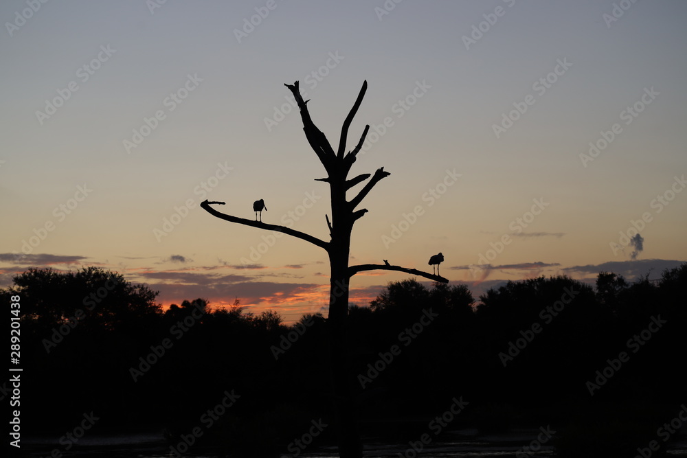 Sunset with a bird on a branch in the Green Cay Wetland Boynton Beach Florida usa 