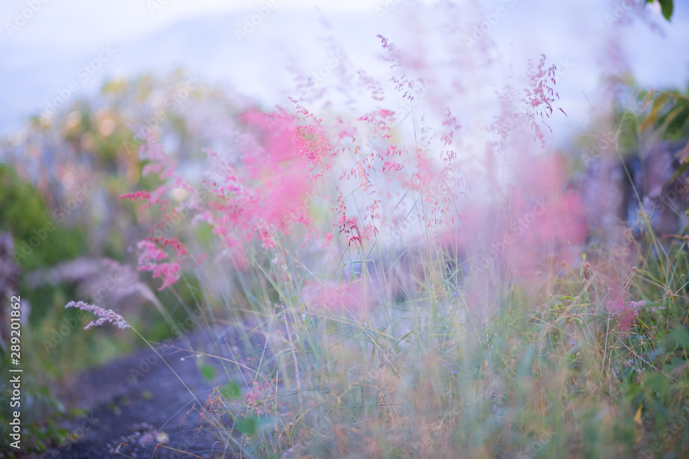 Pink flowering grass fiddler,Background Visual depth of field focus,nature background.