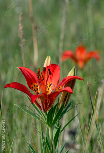 Saskatchewan's provincial flower the Western Red Lily growing wild on unbroken farmland