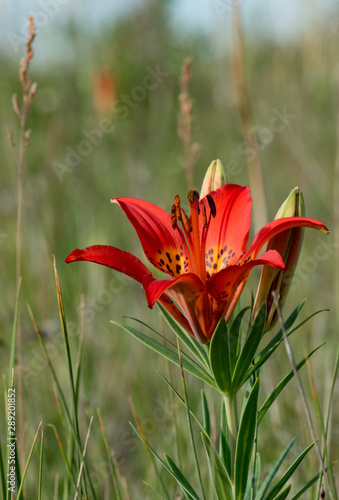 Saskatchewan's provincial flower the Western Red Lily growing wild on unbroken farmland