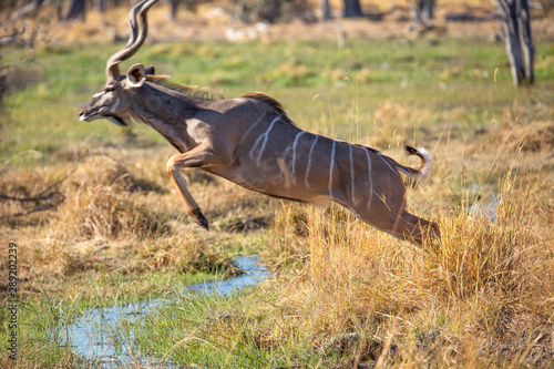 waterbuk Botswana photo