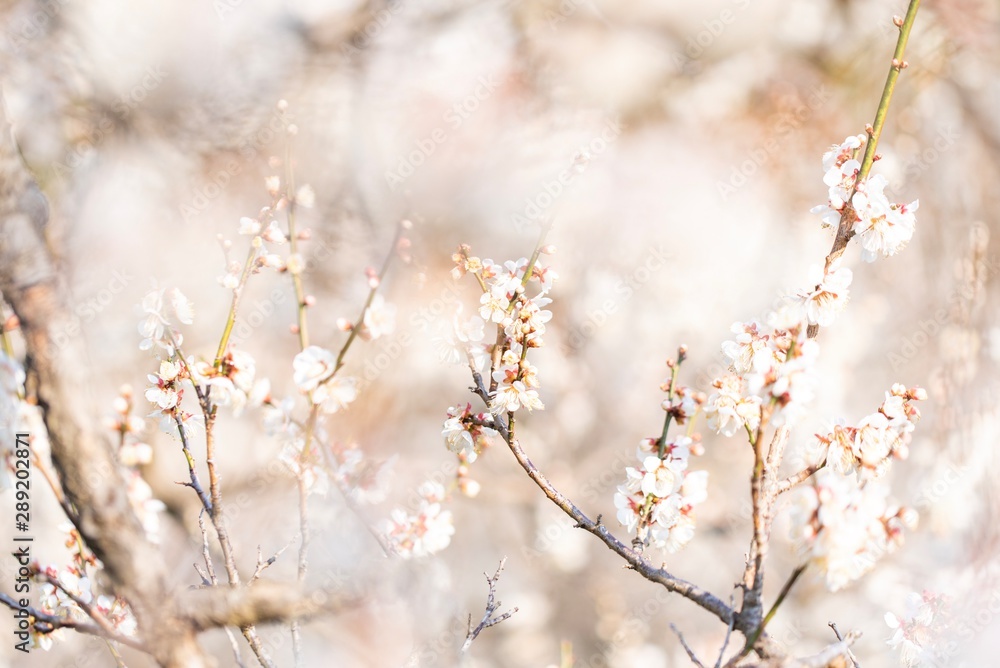 梅の花 梅の花