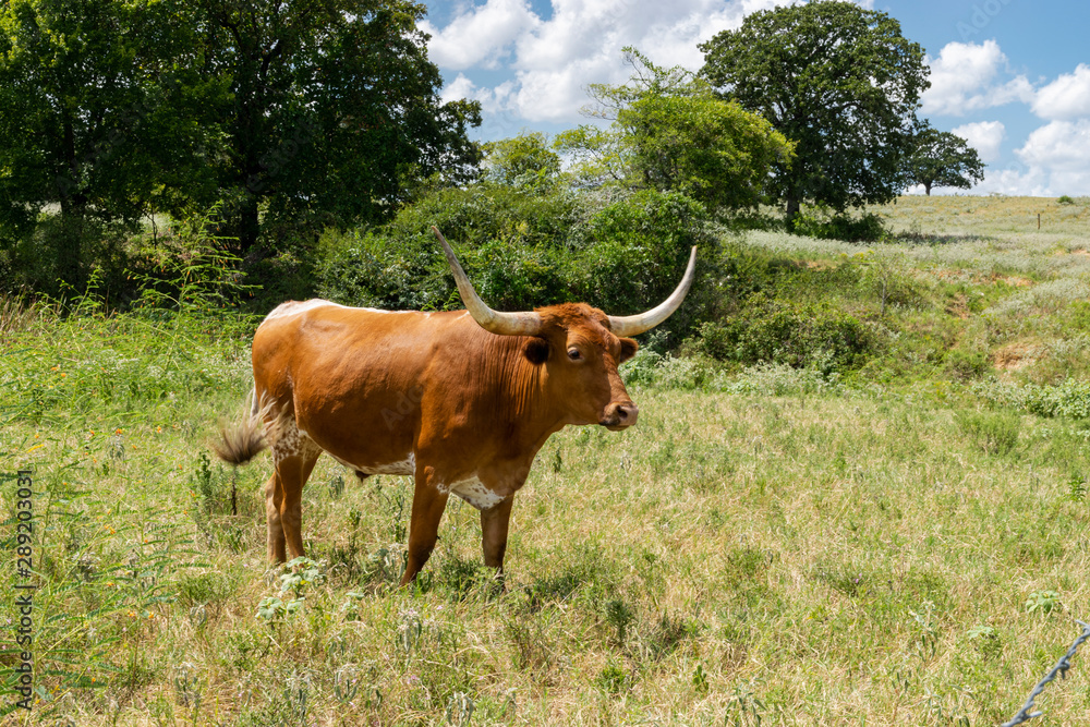 Brown Longhorn bull swishing flies with tail Brown Longhorn bull swishing flies with tail
