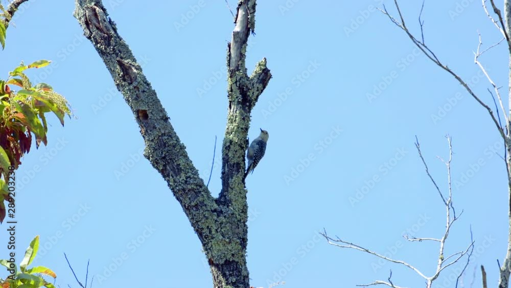Red-bellied woodpecker on a tree trunk and branches. Medium close. 20 sec/60 fps. Clip 7 Red-bellied woodpecker on a tree trunk and branches. Medium close. 20 sec/60 fps. Clip 7