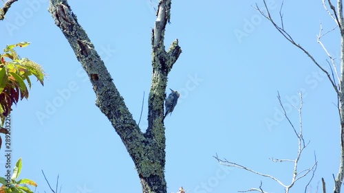 Red-bellied woodpecker on a tree trunk and branches. Medium close. 25 sec/24 fps. 40% speed. Clip 5 photo