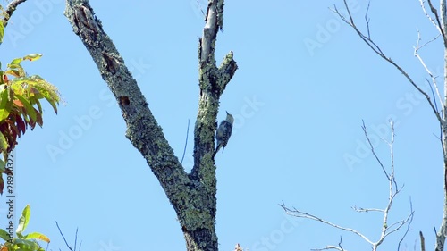 Red-bellied woodpecker on a tree trunk and branches. Medium close. 25 sec/24 fps. 40% speed. Clip 4 photo