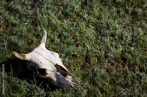 Skull cloven-hoofed animal