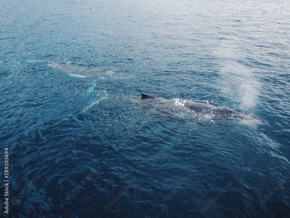 Naklejka premium Whale in the sea