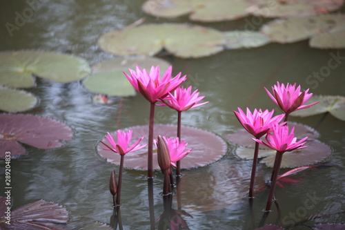 The red lotus will bloom in the early morning until about 11 00 am. The red and pink colors are beautiful and unusual. Looked happy.