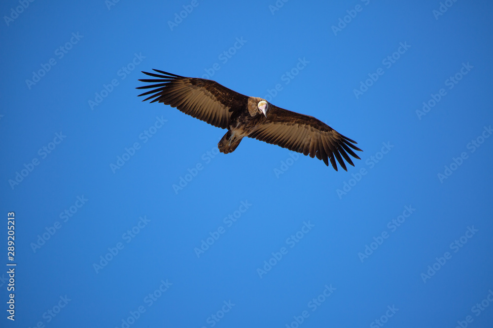 Fototapeta premium Africa namibia glide vulture