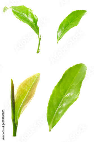 young green tea leaves on a white background