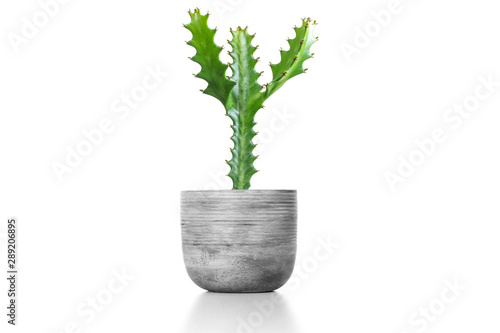 Beautiful cactus  in cement vase pot  isolated on white background.  On the wood table colorful ceramic pot.