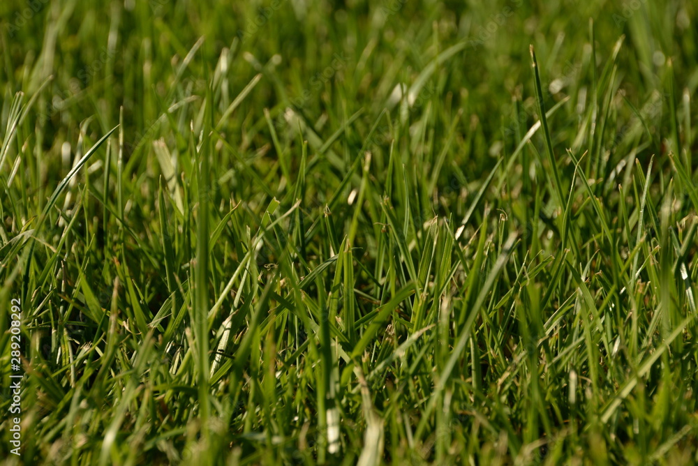green grass, lawn in the garden. Gardening, landscaping