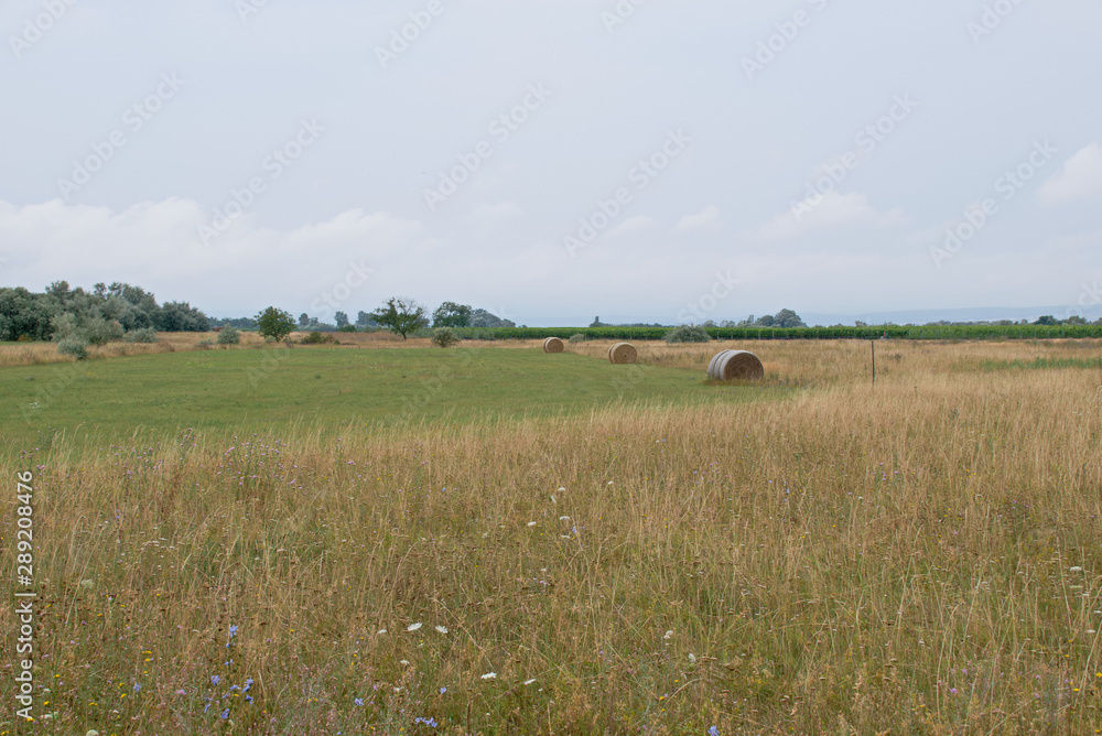 Landscape shot in the national park Neusiedler See in Illmitz Burgenland Landscape shot in the national park Neusiedler See in Illmitz Burgenland