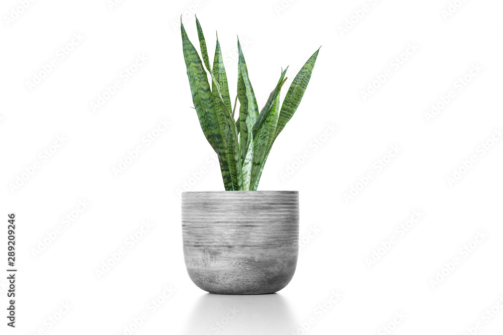 Sansevieria plan in cement vase pot on white table Sansevieria plan in cement vase pot on white table