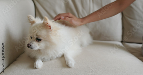 Pet owner cuddle on Pomeranian dog