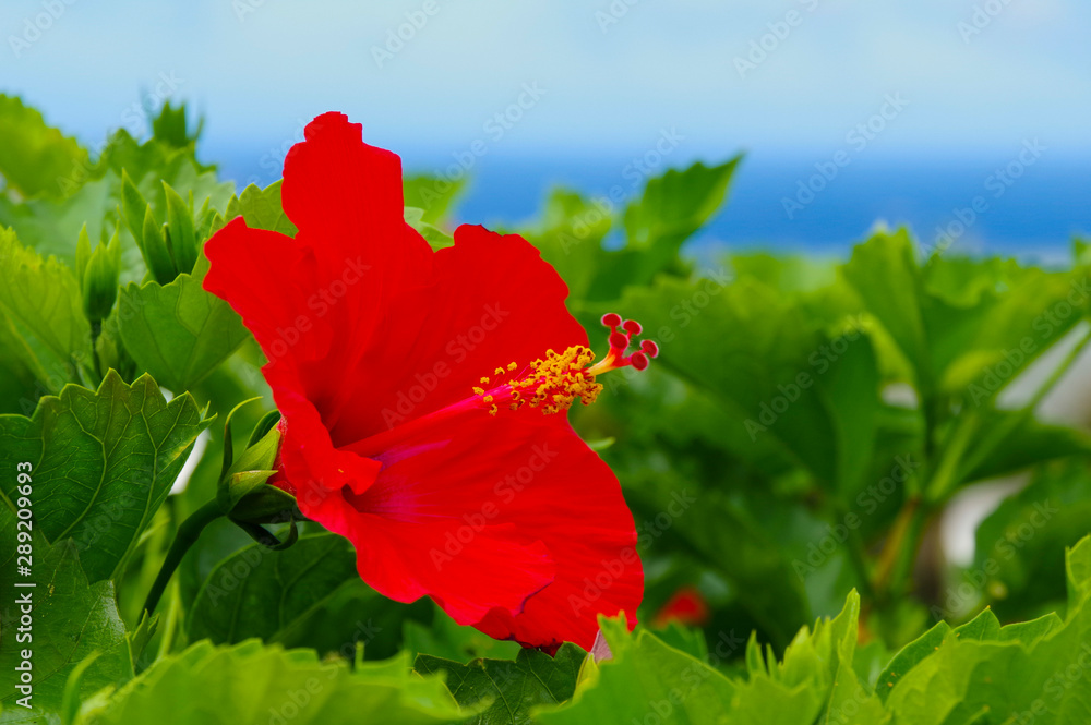 南国を代表する花の一つであるハイビスカス Stock Photo Adobe Stock