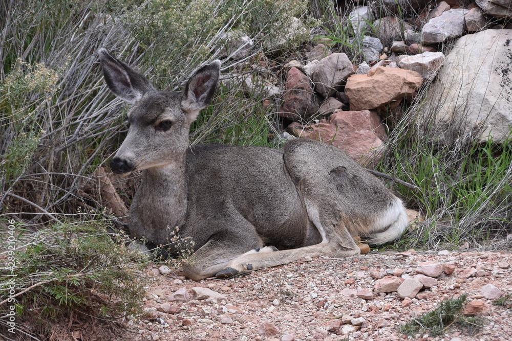 Fototapeta premium Biche
