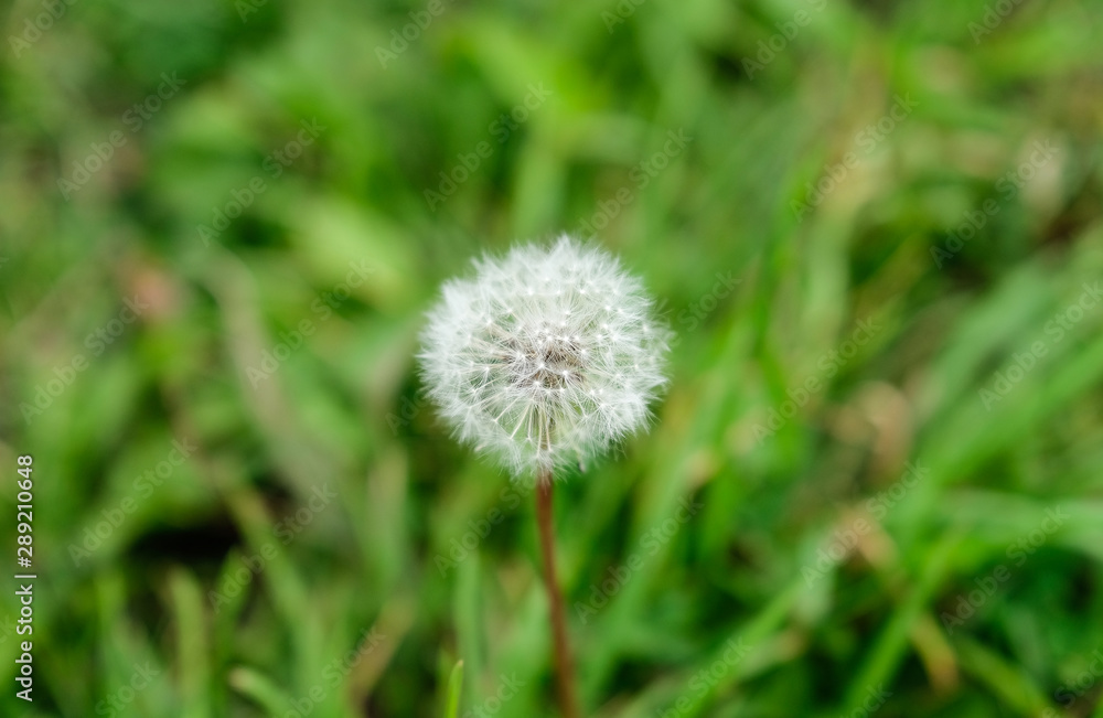 Close up soft blur focus beautiful dandelion white flower on green grass background in the garden,flower in sunshine day ,good texture for backdrop gracphic design. Close up soft blur focus beautiful dandelion white flower on green grass background in the garden,flower in sunshine day ,good texture for backdrop gracphic design.