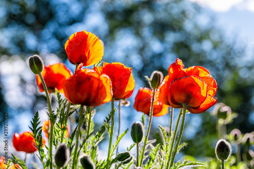 Aspen Snowmass village in Colorado with colorful closeup of orange red poppy flowers in landscaped park as summer decoration photo