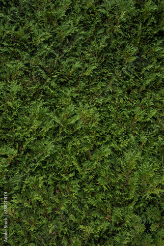 evergreen bush texture