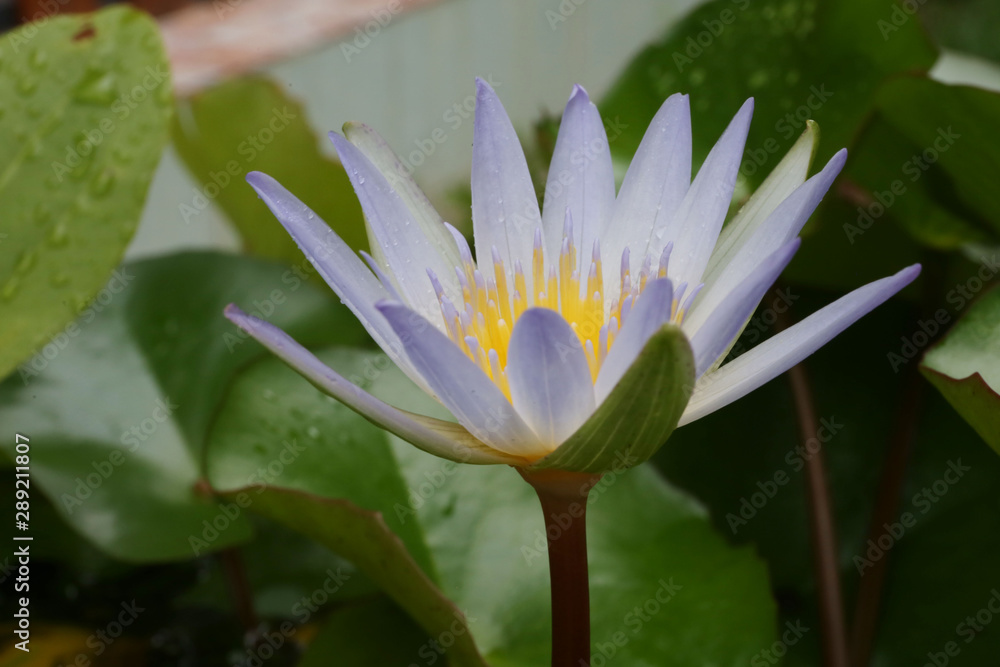 Water lily has rhizomes and flows underground. And send the flowers to the surface There are beautiful flowers to watch throughout the year. Late in the morning and afternoon. Water lily has rhizomes and flows underground. And send the flowers to the surface There are beautiful flowers to watch throughout the year. Late in the morning and afternoon.