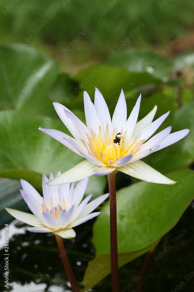 Water lily has rhizomes and flows underground. And send the flowers to the surface There are beautiful flowers to watch throughout the year. Late in the morning and afternoon. Water lily has rhizomes and flows underground. And send the flowers to the surface There are beautiful flowers to watch throughout the year. Late in the morning and afternoon.