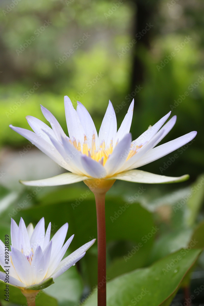 Water lily has rhizomes and flows underground. And send the flowers to the surface There are beautiful flowers to watch throughout the year. Late in the morning and afternoon. Water lily has rhizomes and flows underground. And send the flowers to the surface There are beautiful flowers to watch throughout the year. Late in the morning and afternoon.