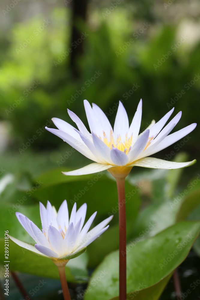 Water lily has rhizomes and flows underground. And send the flowers to the surface There are beautiful flowers to watch throughout the year. Late in the morning and afternoon. Water lily has rhizomes and flows underground. And send the flowers to the surface There are beautiful flowers to watch throughout the year. Late in the morning and afternoon.