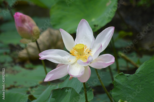 Blossom pink lotus in a pond