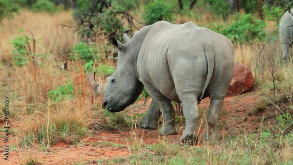 Adult African female white (wide) rhino grazing in a field in South African.
