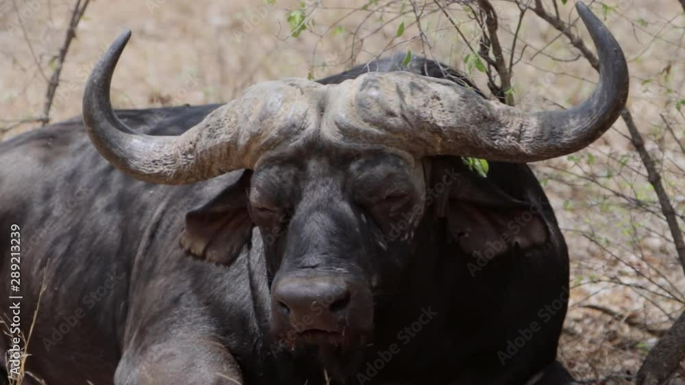 African buffalo dozing off in the afternoon heat under a bush in South Africa. African buffalo dozing off in the afternoon heat under a bush in South Africa.