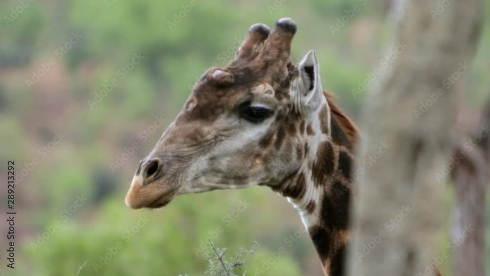 Adult African giraf amongst trees in South Africa. It's pausing while eating the young leaves off a branch. Starts by staring in the camera to slowly walk away. Adult African giraf amongst trees in South Africa. It's pausing while eating the young leaves off a branch. Starts by staring in the camera to slowly walk away.