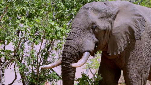 Adult male African elephant feeding on trees in between the bush homes of a lodge in South Africa. He's in heat.