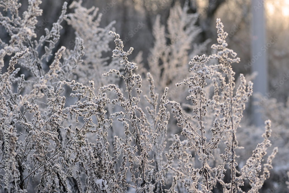 Dry grass in winter forest covered with hoarfrost close up Dry grass in winter forest covered with hoarfrost close up