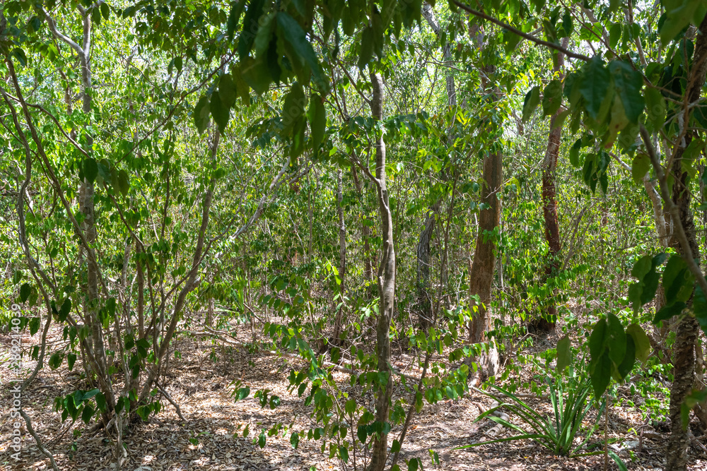 Vista de diferentes tipos de arboles en una reserva ecológica 