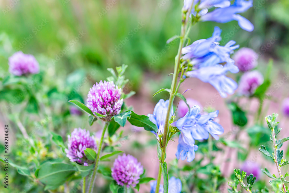 Sunnyside Trail in Aspen, Colorado in Woody Creek neighborhood in early 2019 summer with macro closeup of blue penstemon and pink clover flowers wildflowers Sunnyside Trail in Aspen, Colorado in Woody Creek neighborhood in early 2019 summer with macro closeup of blue penstemon and pink clover flowers wildflowers