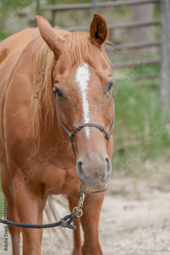 Closeup portrait of a brown and white horse