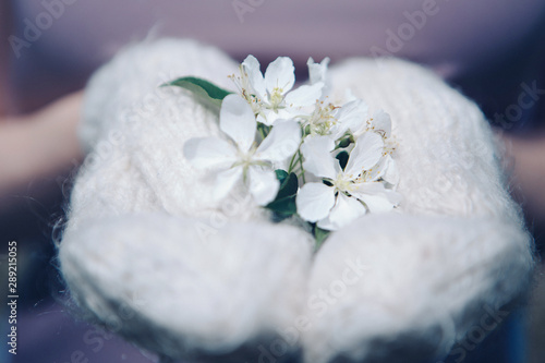 flowers of Apple tree in hand mittens closeup. The concept of the flowering season  clothing production