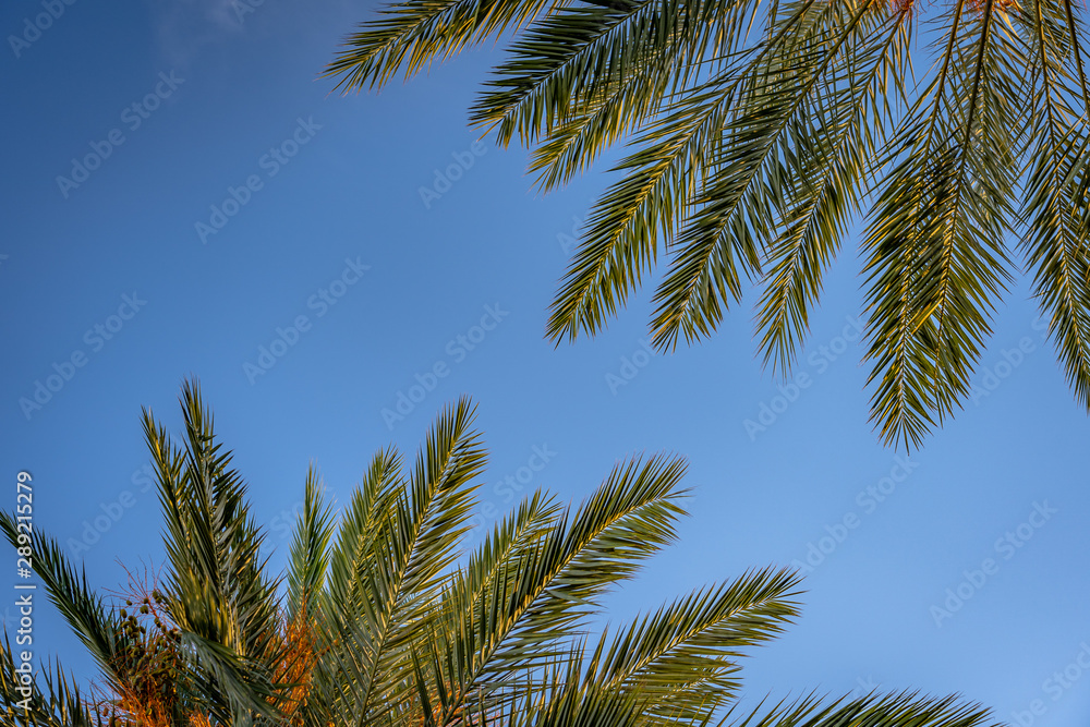 Naklejka premium Looking up the palm tree leaves
