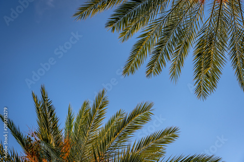 Looking up the palm tree leaves