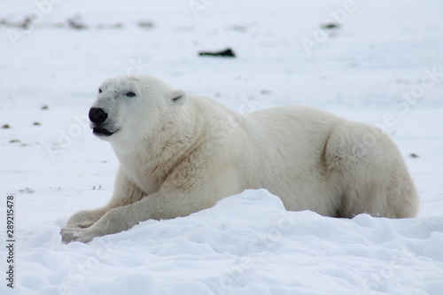 polar bear sitting