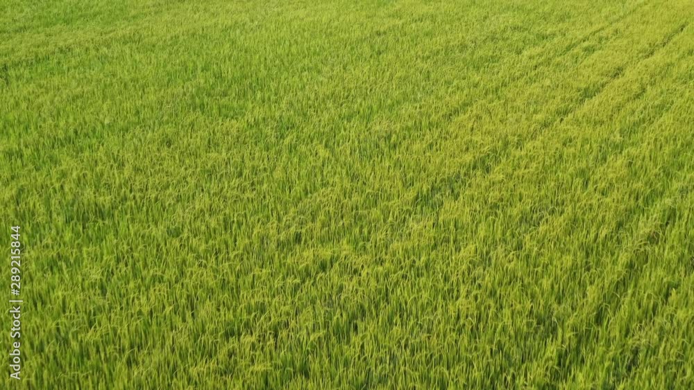 Rice field Rice field