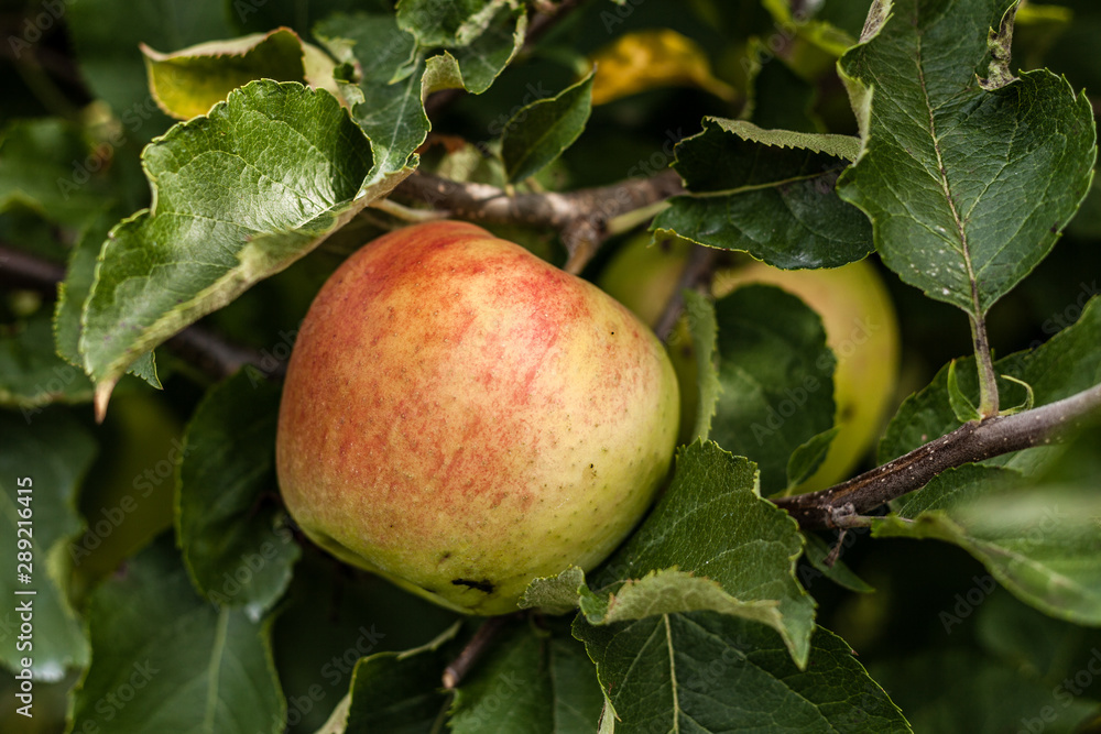 Jonagold apples on a tree branch in orchard nice autumn day. Jonagold apples on a tree branch in orchard nice autumn day.