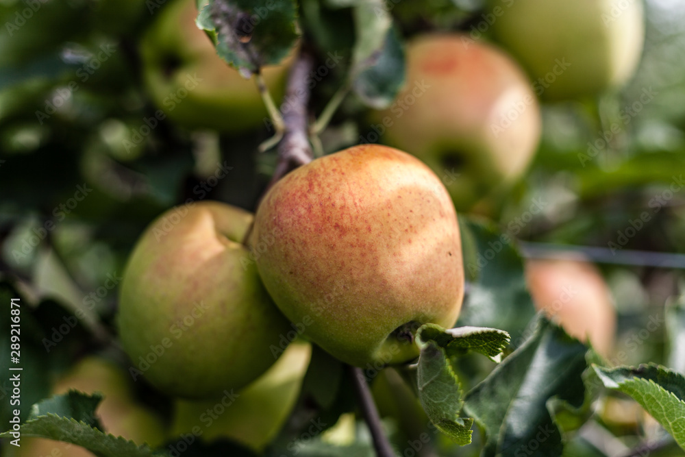 Jonagold apples on a tree branch in orchard nice autumn day. Jonagold apples on a tree branch in orchard nice autumn day.