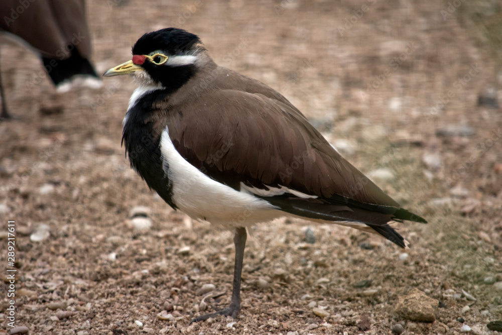 this is a side view of a banded lapwing this is a side view of a banded lapwing