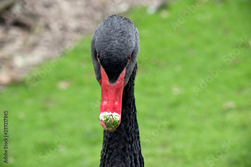 this is a close up of a black swan
