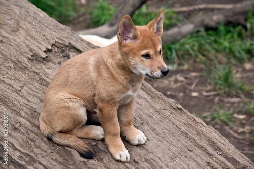 this is a side view of a golden dingo puppy 8 weeks old