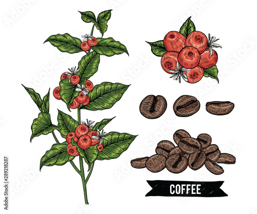 Sketch Floral Botany Collection. Coffee bean, leaf berries and flower drawings. line art on white backgrounds. Hand Drawn Botanical Illustrations.Vector.
