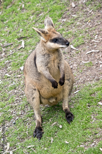 this is a male swamp wallaby © susan flashman